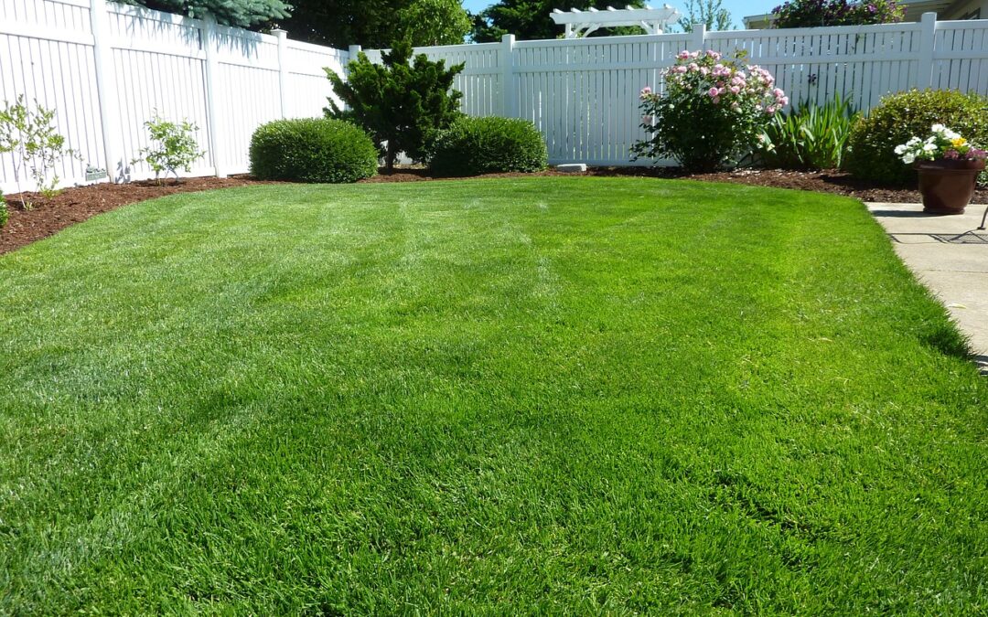 Ways To Improve Grass Density In Your Yard